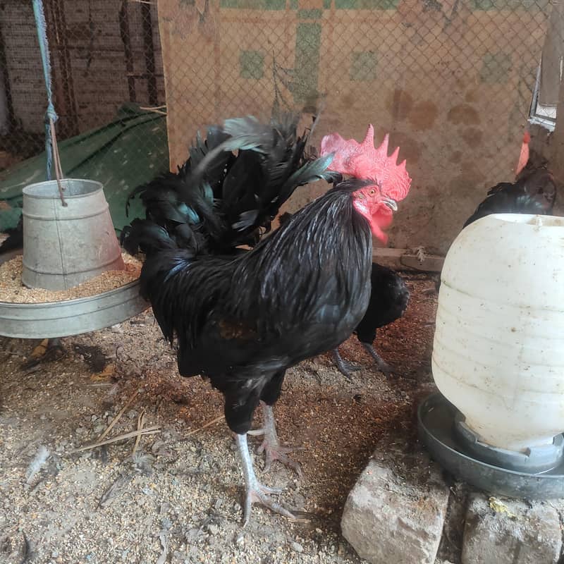 Australorp Rooster 2