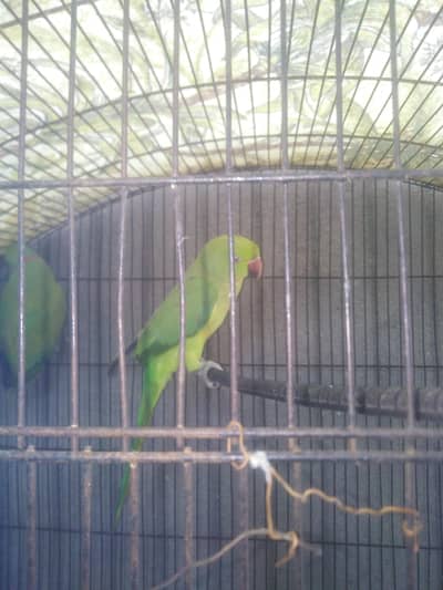 Green parrot