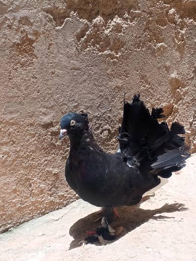 English fantail young pair available for sale