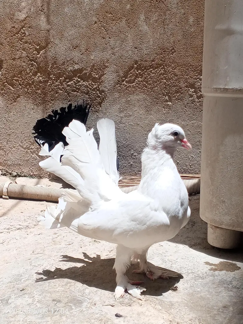 English fantail young pair available for sale — photo 2