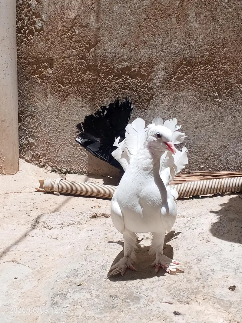 English fantail young pair available for sale — photo 3