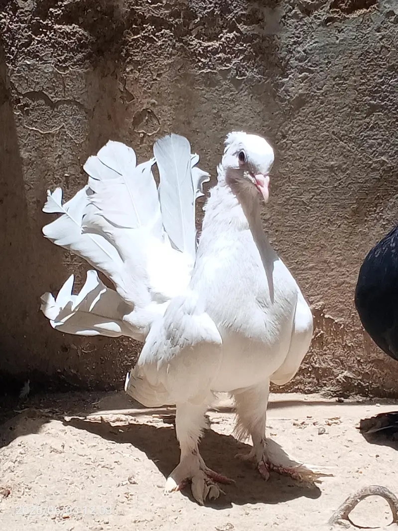 English fantail young pair available for sale — photo 4