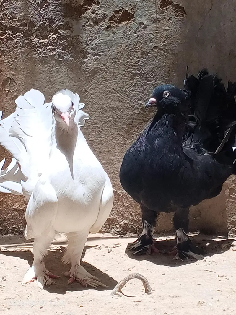 English fantail young pair available for sale — photo 5