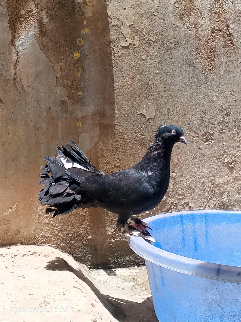 English fantail young pair available for sale — photo 6
