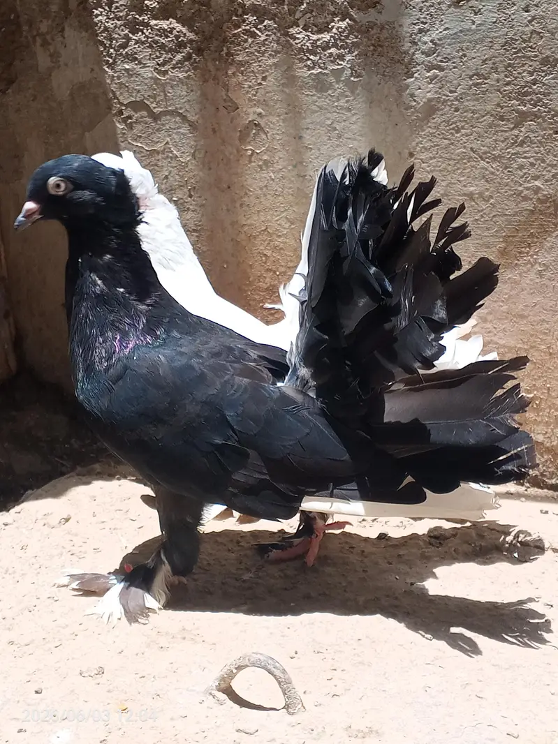 English fantail young pair available for sale — photo 7