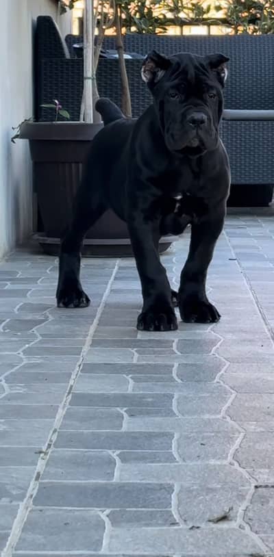 Cane corso puppies available for sale
