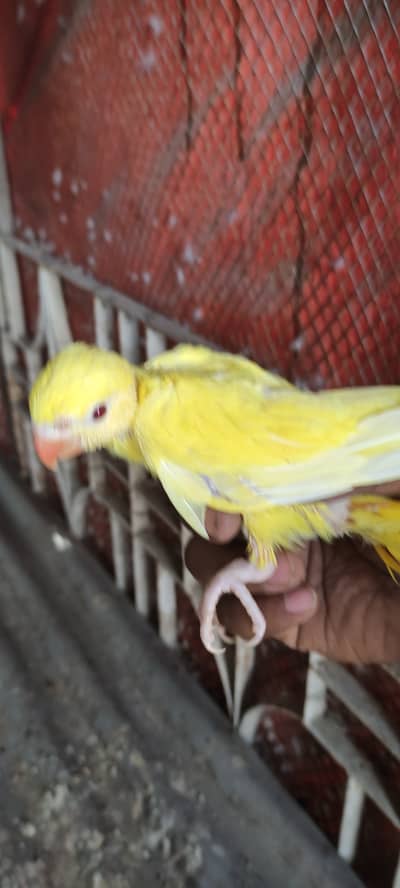 Yellow ringneck chick