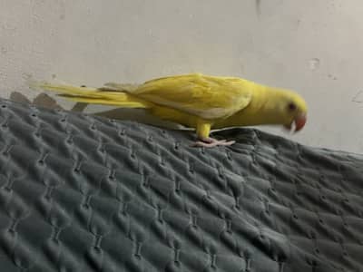 Yellow ringneck