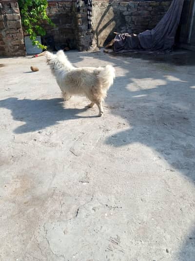 Russian puppy female white color
