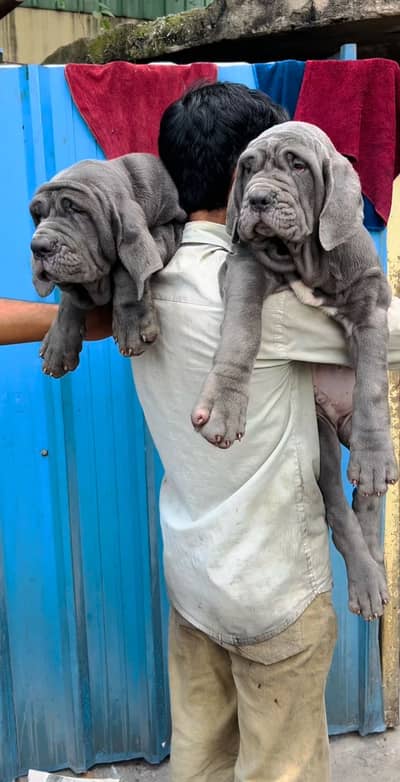 Neopolitan Mastiff Puppies available for sale