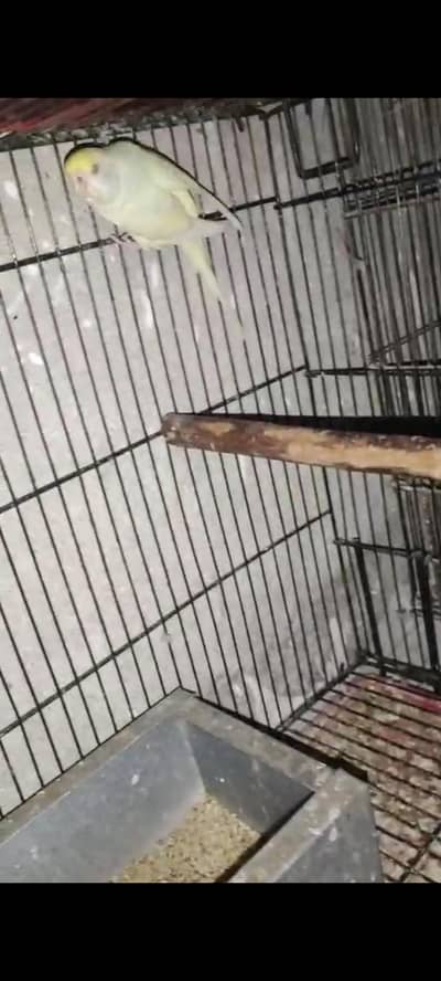 king size Red ayes bareedr female