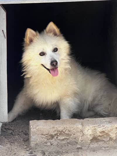 Russain dog breeding  Kay leya oky 2.6 moutn ka  ha