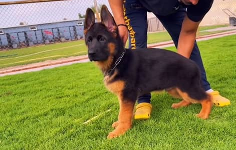 German Shepherd puppies available for sale outstanding quality