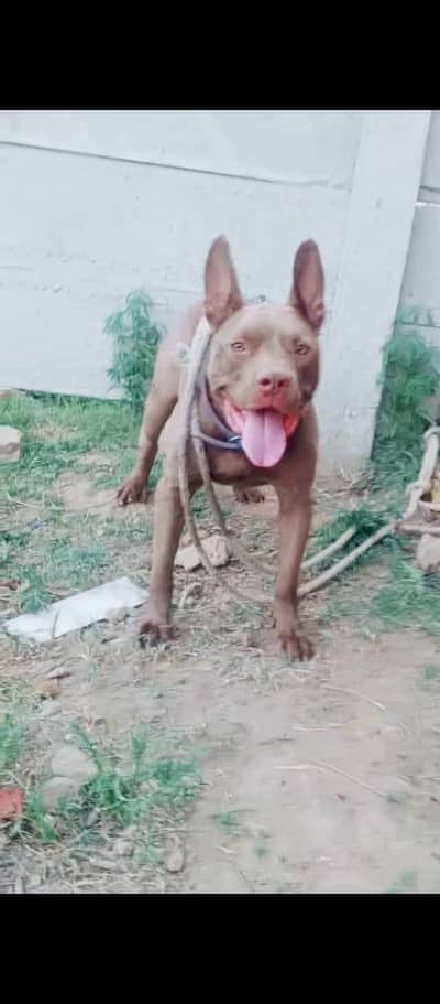 pit bull dog for exchange for bully dog.  1 year sy Kam ho . axhi nasl