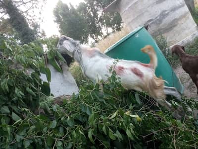 Bakra for sale