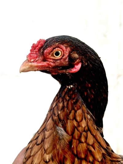 O size amroha aseel female