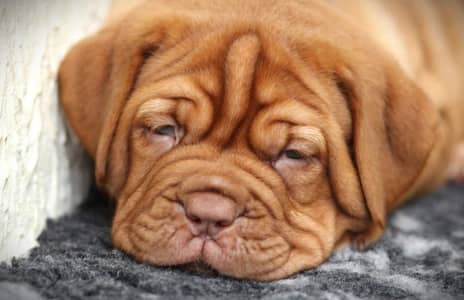French Mastiff Puppies available for sale Amazing quality