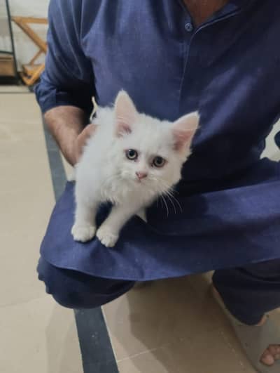 Persian triple coated kitten