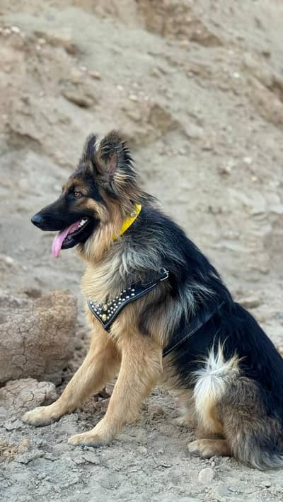 German shepherd