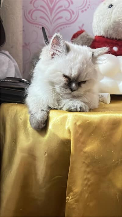 persian pair 12k each