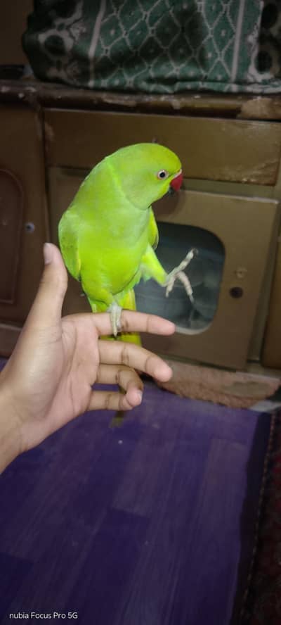 FULLY HAND TAMED RINGNECK PARROT.