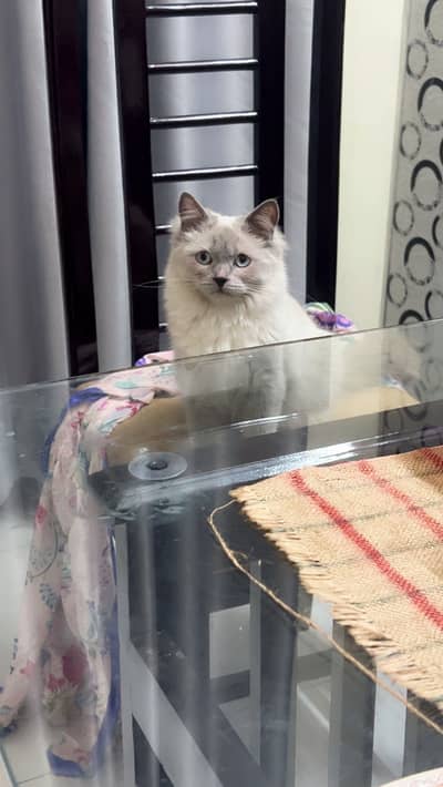cat for sale