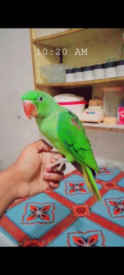 Alexanderain Kashmiri Raw jumbo size Handteam 03091489914