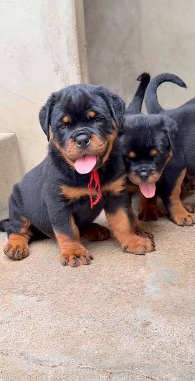 Pure rottweiler puppies available for sale