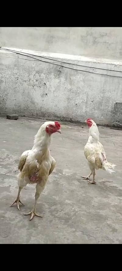aseel heera and mushka phatiyan kimat Sirf ek ki lagi hai 03105018329