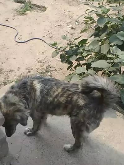 Dog Female