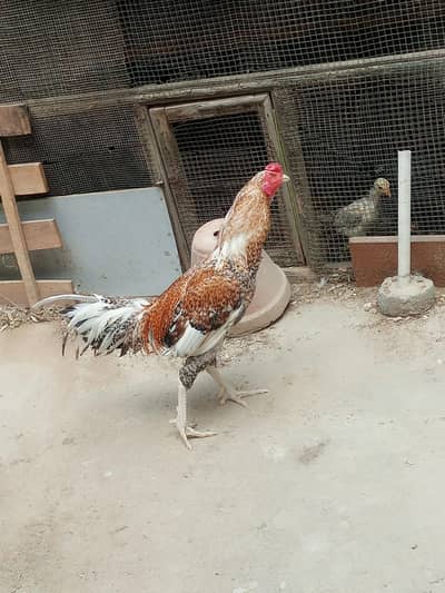 Aseel cheena murgha for sale