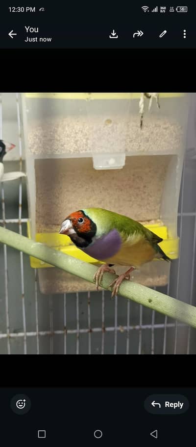 gouldian finch