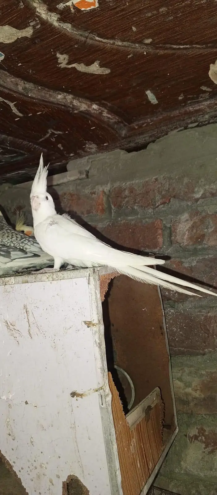 COCKATIEL for sale — photo 2