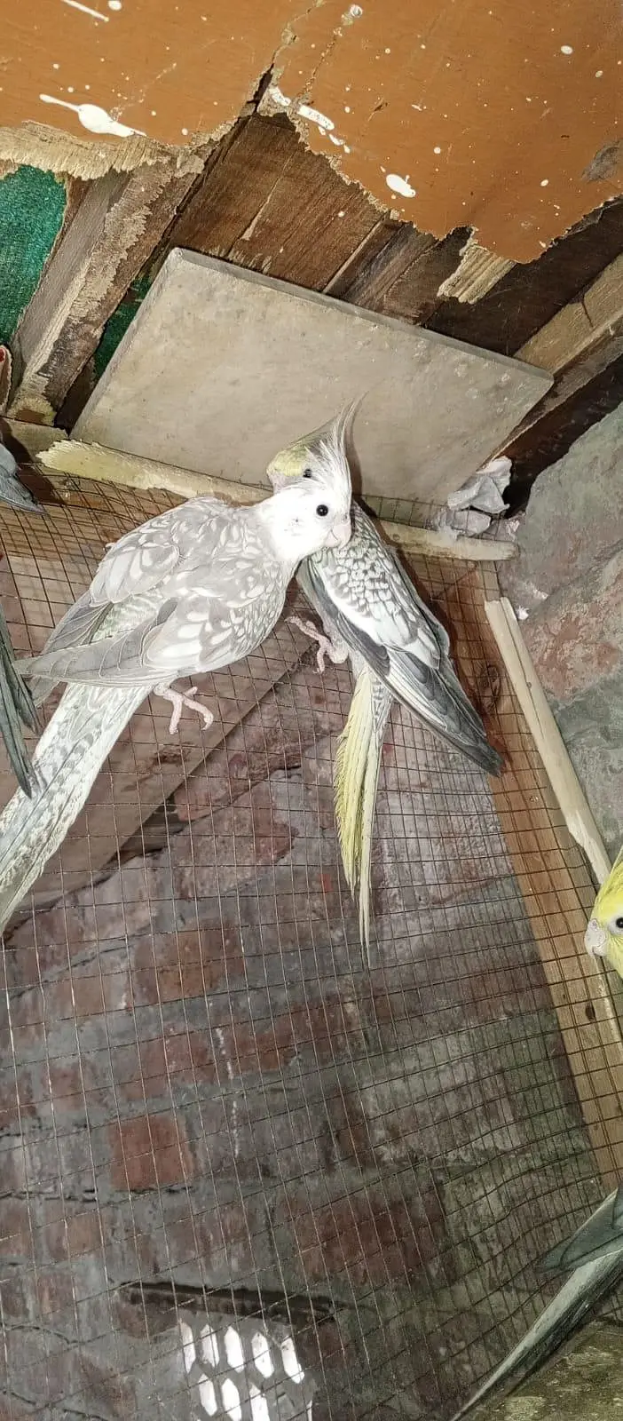 COCKATIEL for sale — photo 3