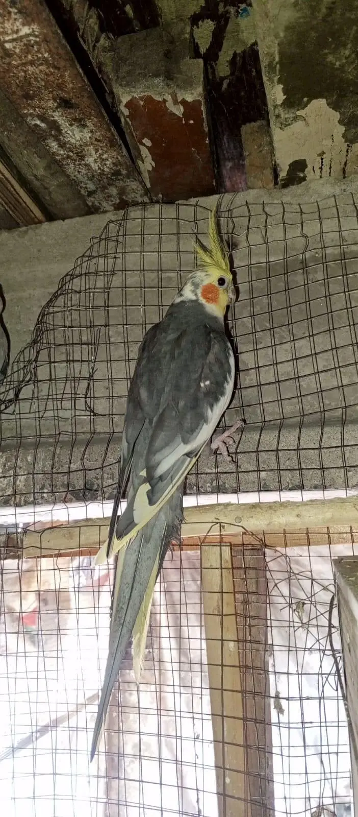 COCKATIEL for sale — photo 4