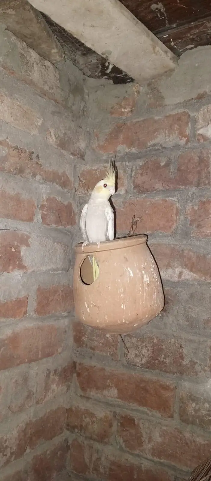 COCKATIEL for sale — photo 6