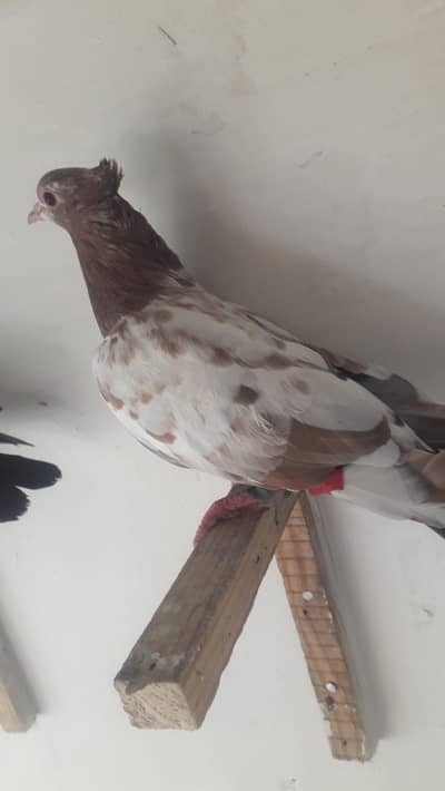 choncheri madi forr sell