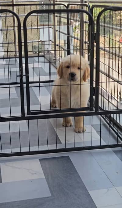 Golden Retriever Puppies for sale