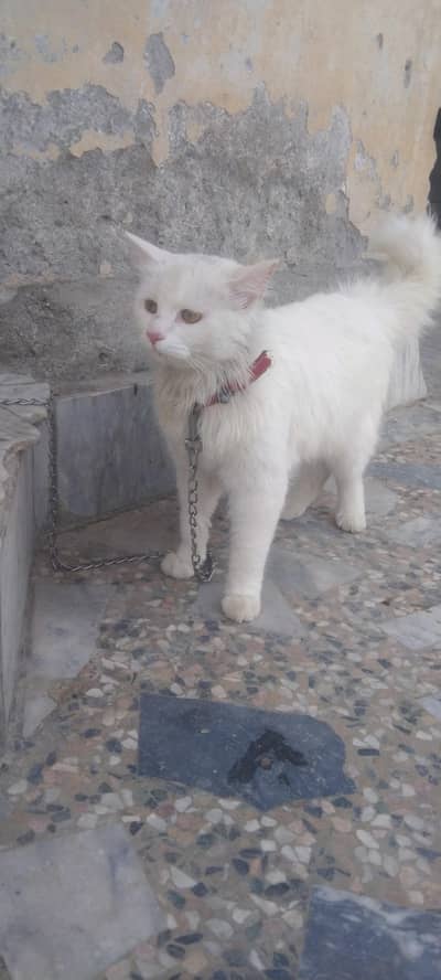 parishan cats for sale