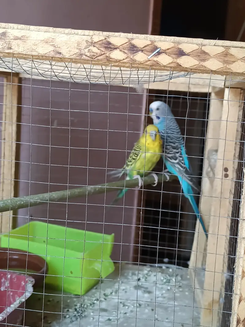 Australian budgie — photo 2