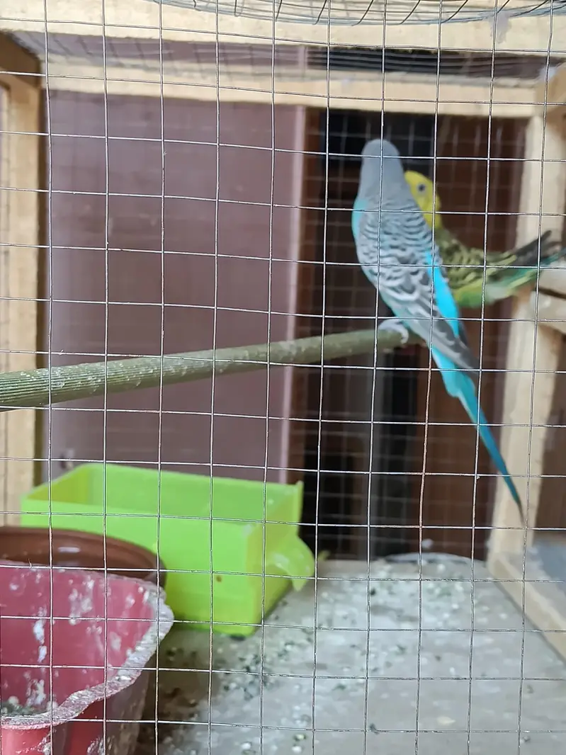 Australian budgie — photo 3