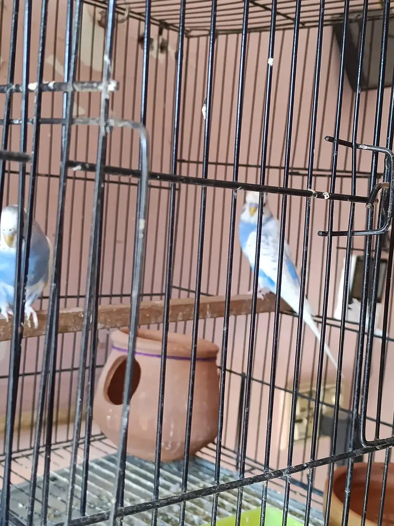 Australian budgie — photo 4