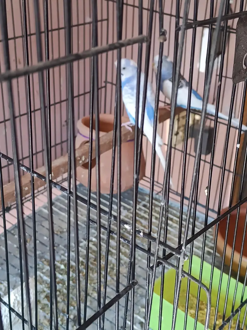 Australian budgie — photo 5
