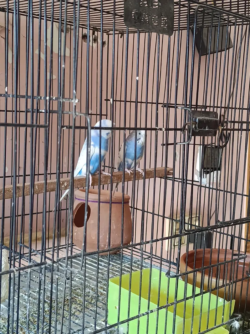 Australian budgie — photo 6