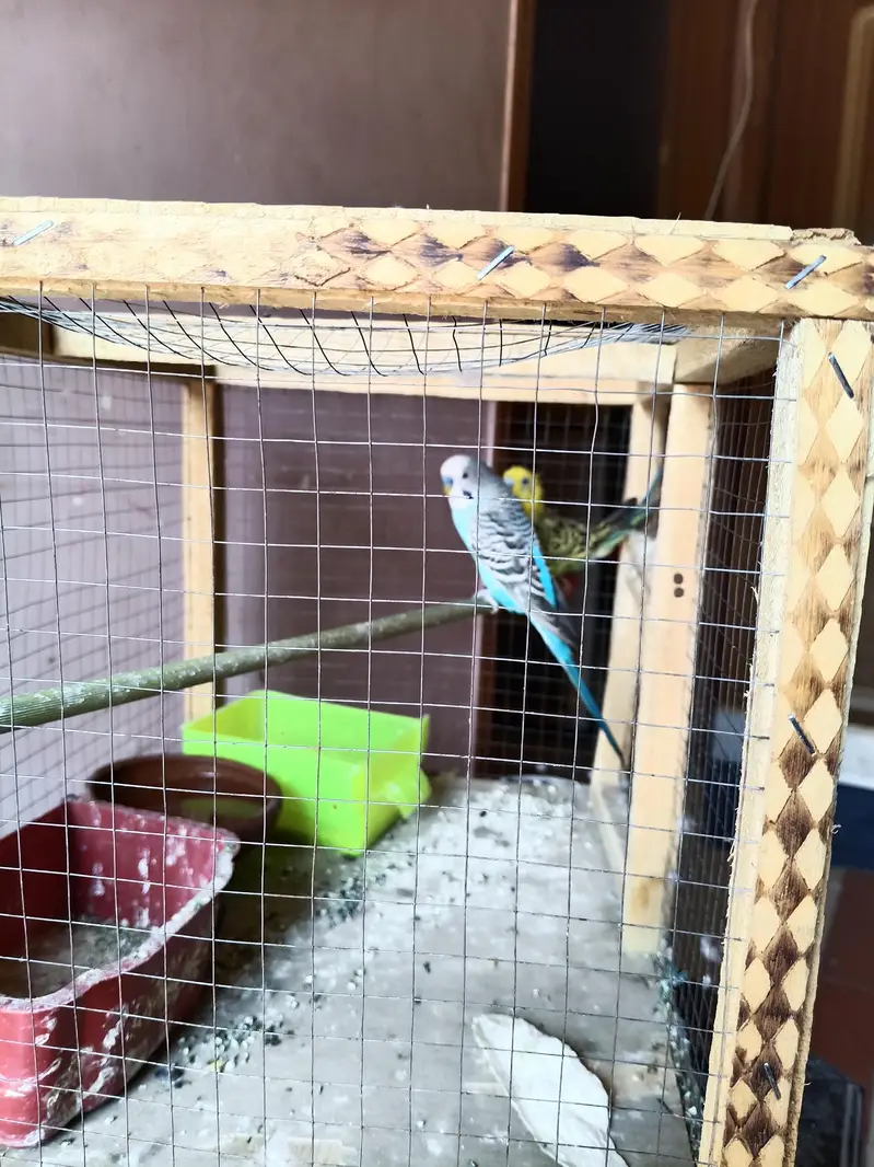 Australian budgie — photo 7