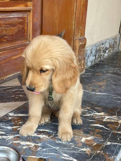 puppy age 4 months