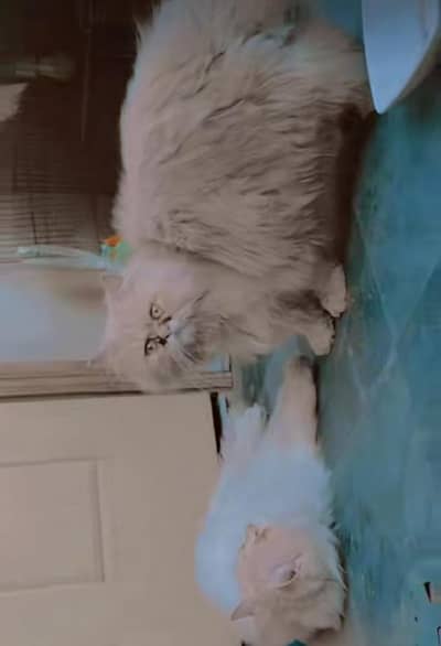 male cat Persian