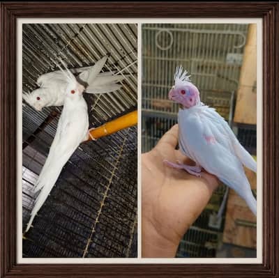 Eno cocktail red eyes patha  & chick 03036668729