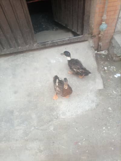 ducks pair egg datii ha