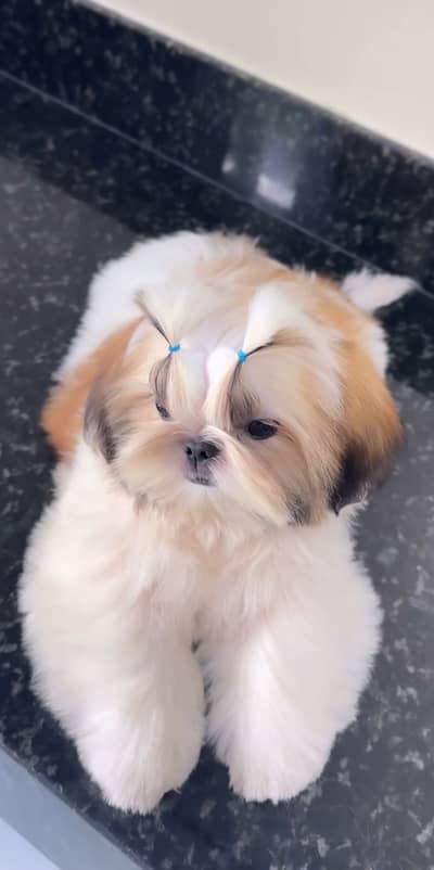 Shuh Tzu puppies Available for sale